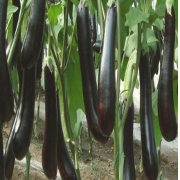SBJEI-LONG PURPLE EGGPLANT